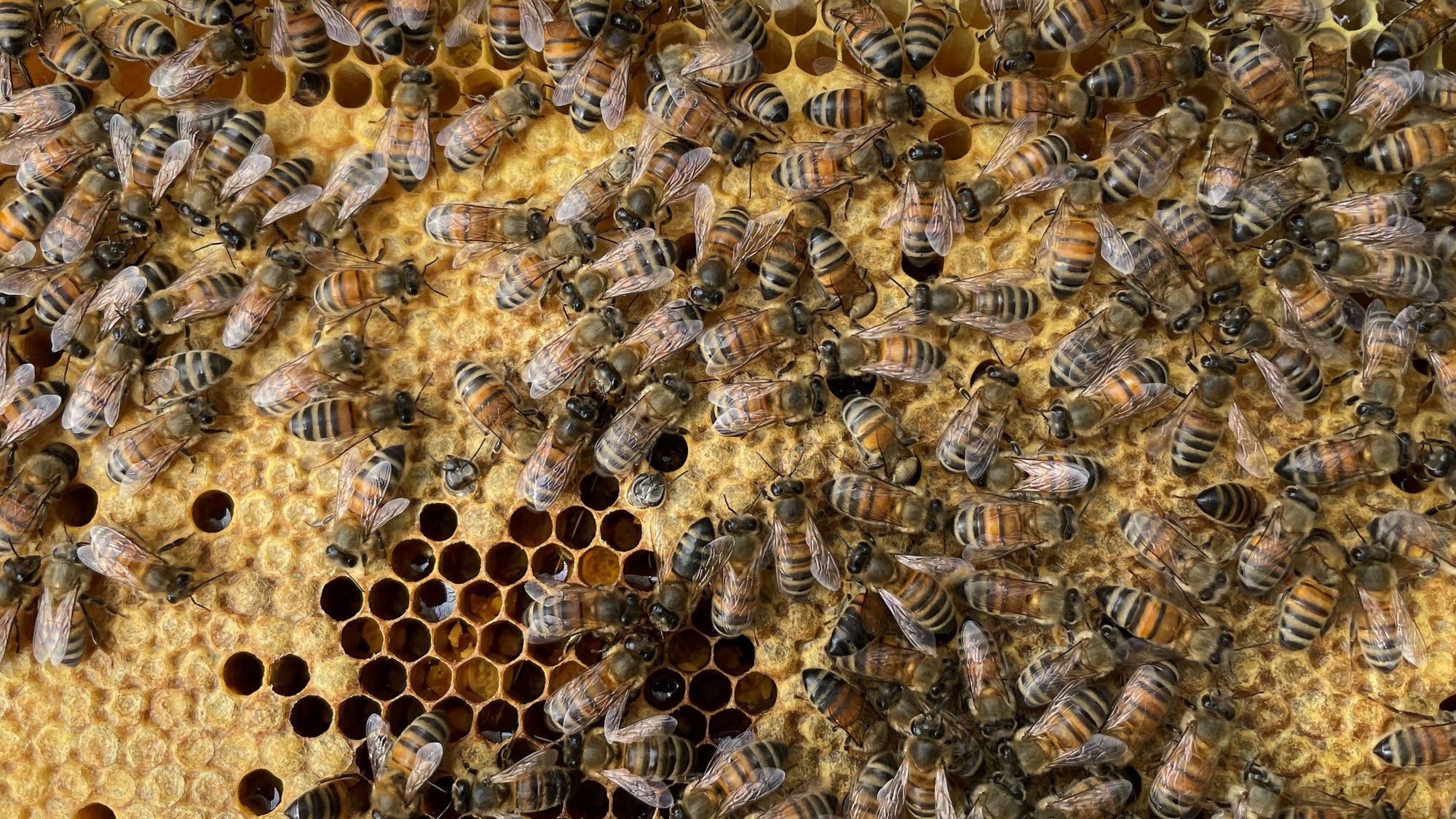 SW Honey Farm Hive Adoption.