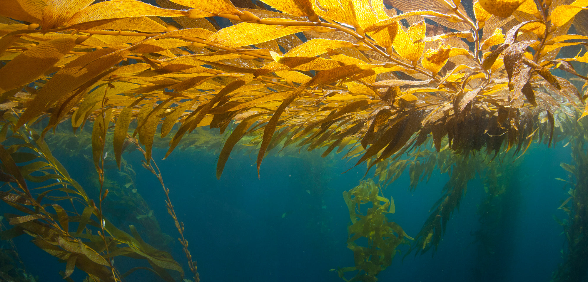 The Sussex Kelp Recovery Project