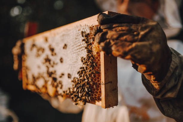 SW Honey Farm Hive Adoption.